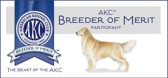Field-bred Golden Retriever from Lish Field Bred Golden Retrievers Kennels, SE Idaho