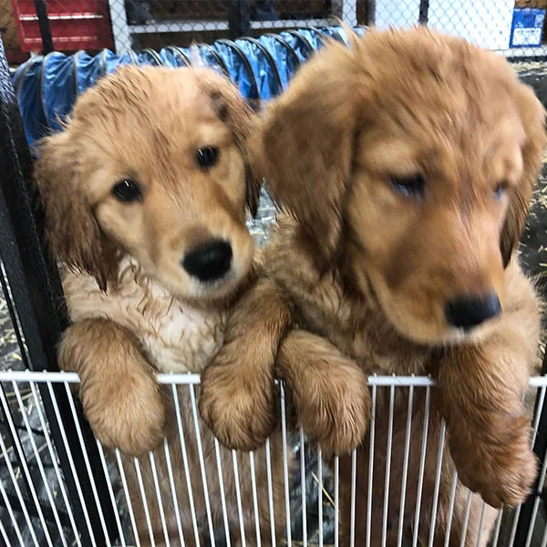 Field-bred Golden Retriever from Platte River Retrievers, Omaha, Nebraska