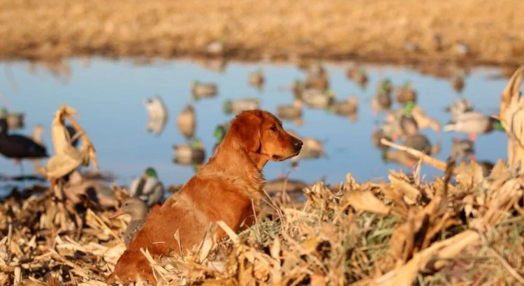 Field-bred Golden Retriever from Platte Valley Goldens, North Platte, Nebraska