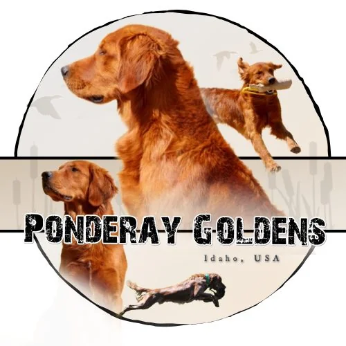 Field-bred Golden Retriever from Ponderay Golden Retrievers, Coeur d'Alene, Idaho