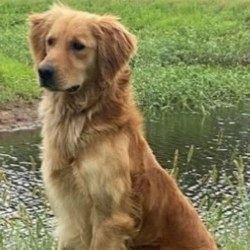 Field-bred Golden Retriever from RockErin Kennels and Retrievers, Stillwater, Oklahoma