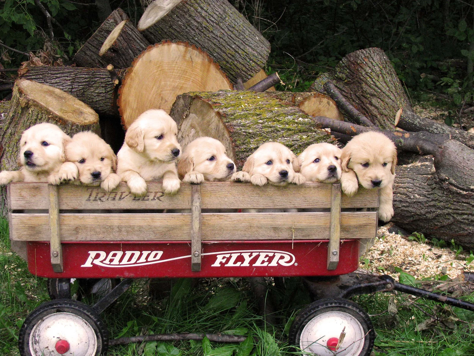 Field-bred Golden Retriever from Sharp Tail Ridge Golden Retrievers, Thief River Falls, Minnesota