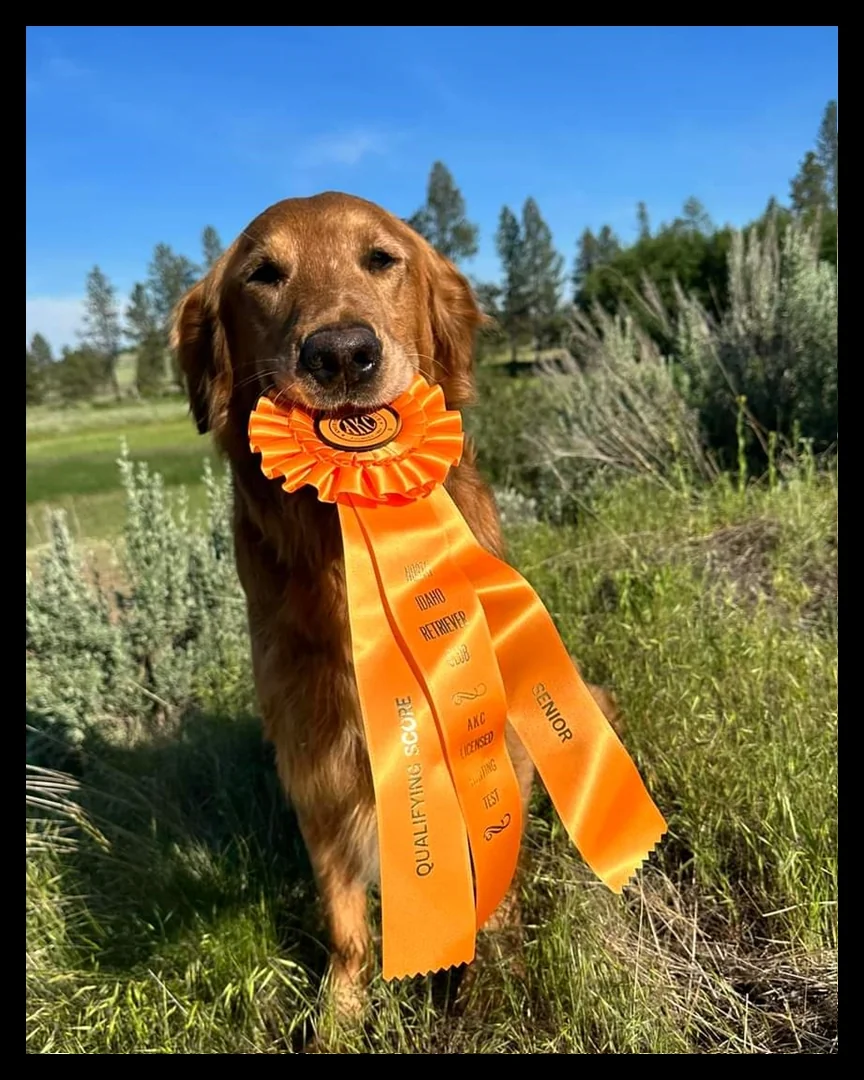 Field-bred Golden Retriever from Sky River Field Bred Golden Retrievers, Ellensburg, Washington