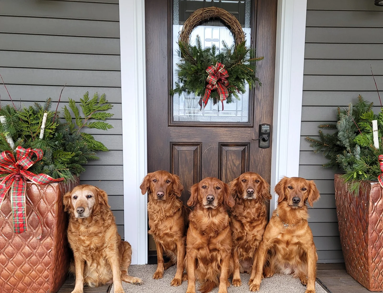 Field-bred Golden Retriever from Snowy Ridge Golden Retrievers, Rapid City, Michigan
