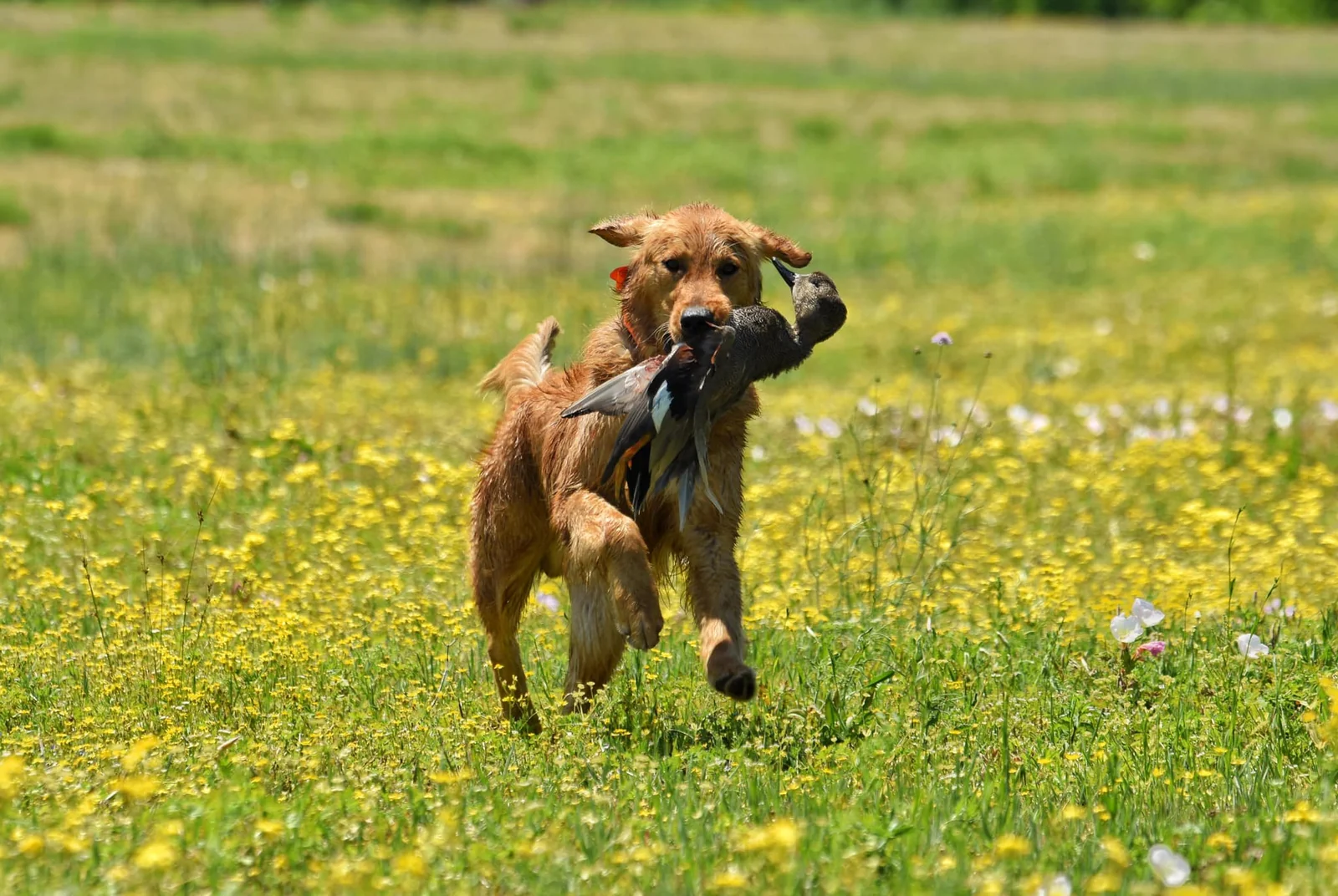 Field-bred Golden Retriever from Talkabout Retrievers, North Texas