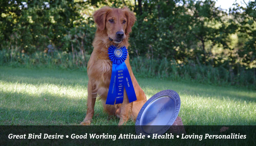 Field-bred Golden Retriever from Wildfire Golden Retrievers, Forest Lake, Minnesota