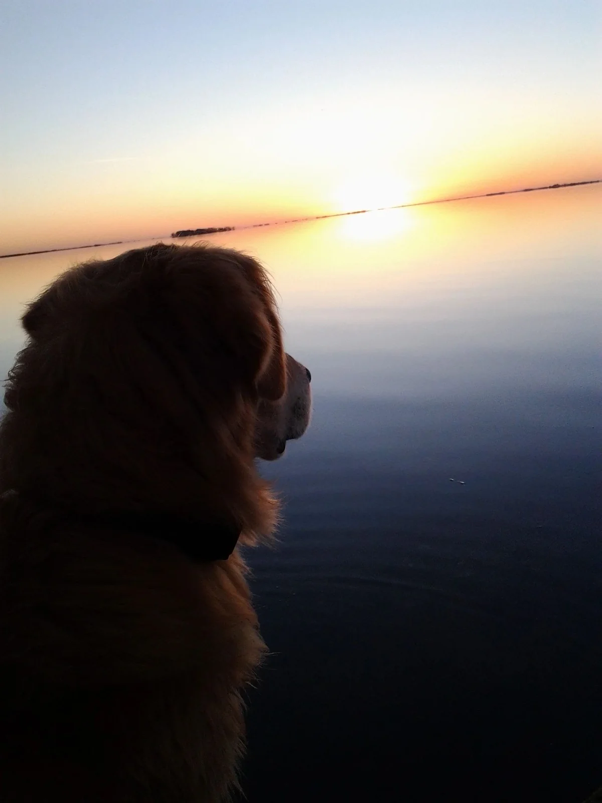 Field-bred Golden Retriever from WildWing Goldens, Cumberland, Wisconsin