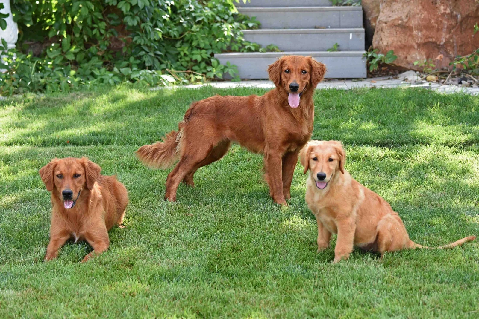 Field-bred Golden Retriever from Windmill Farms Golden Retrievers, Utah