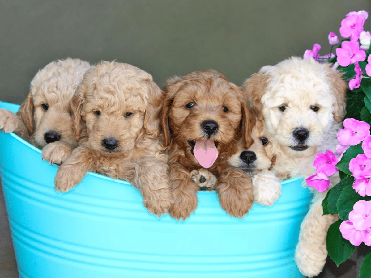 Goldendoodle from Almond Blossom Doodles in Modesto, CA