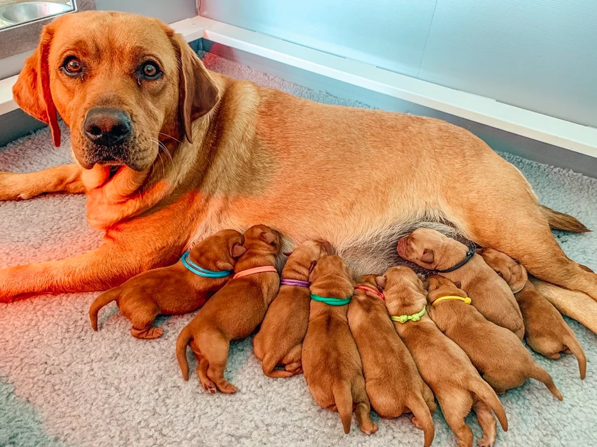 Labrador Retriever photo from Barton Labradors in Utah