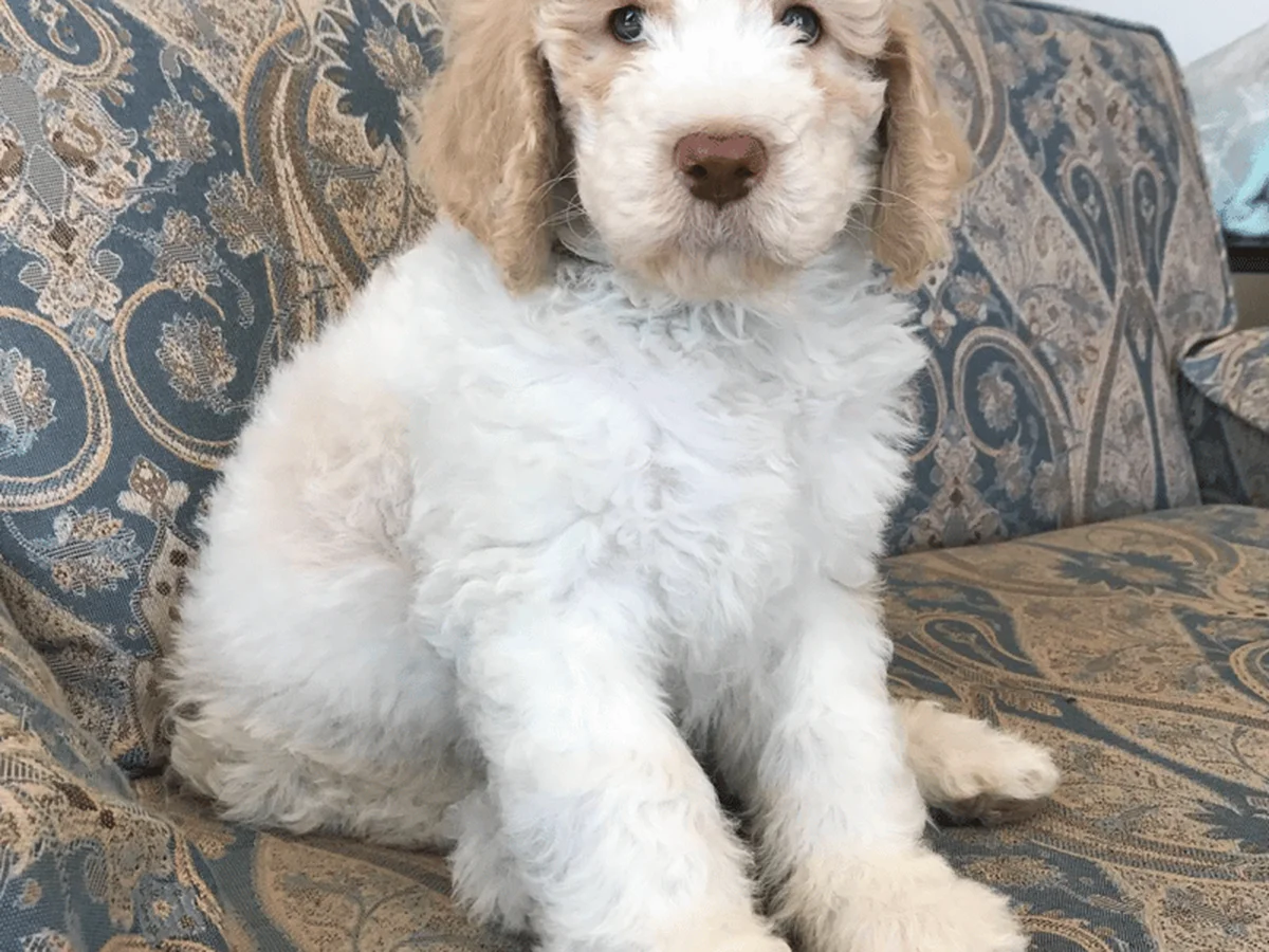 Goldendoodle from Coastland Goldendoodles in Ventura, CA