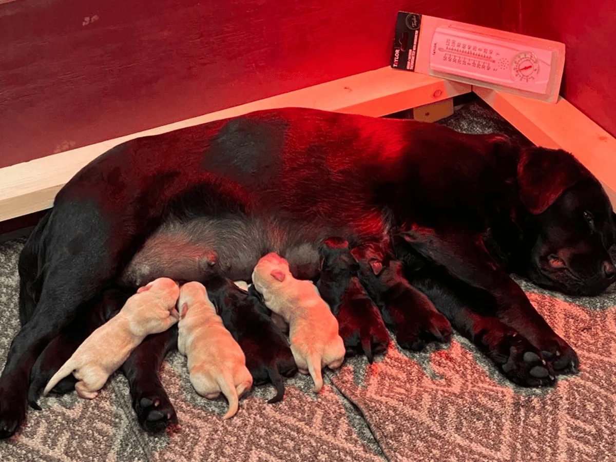 Labrador Retriever photo from CrossHaven Labs in Vermont