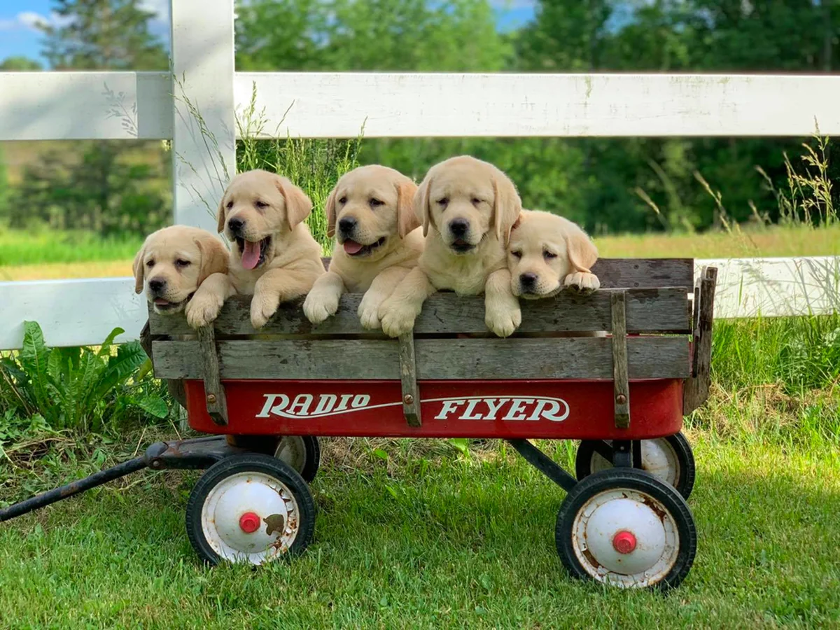 Labrador Retriever photo from Dole Hill Labradors in Danville, VT
