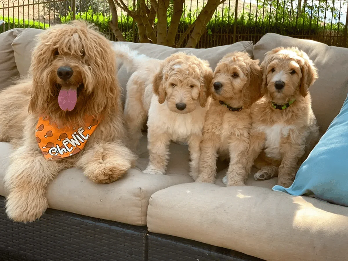 Goldendoodle from OCGoldendoodles in Anaheim, CA