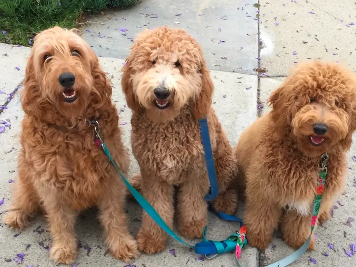 Goldendoodle from Given Doodles in Orange County, CA