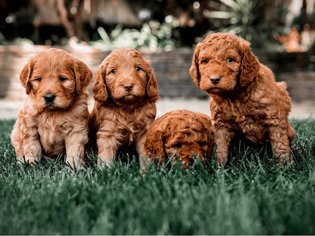 Goldendoodle from Golden State Doodles in San Jose, CA