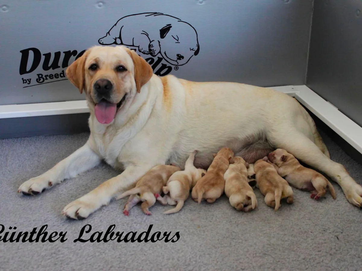 Labrador Retriever photo from Gunther Labradors in Utah County, UT