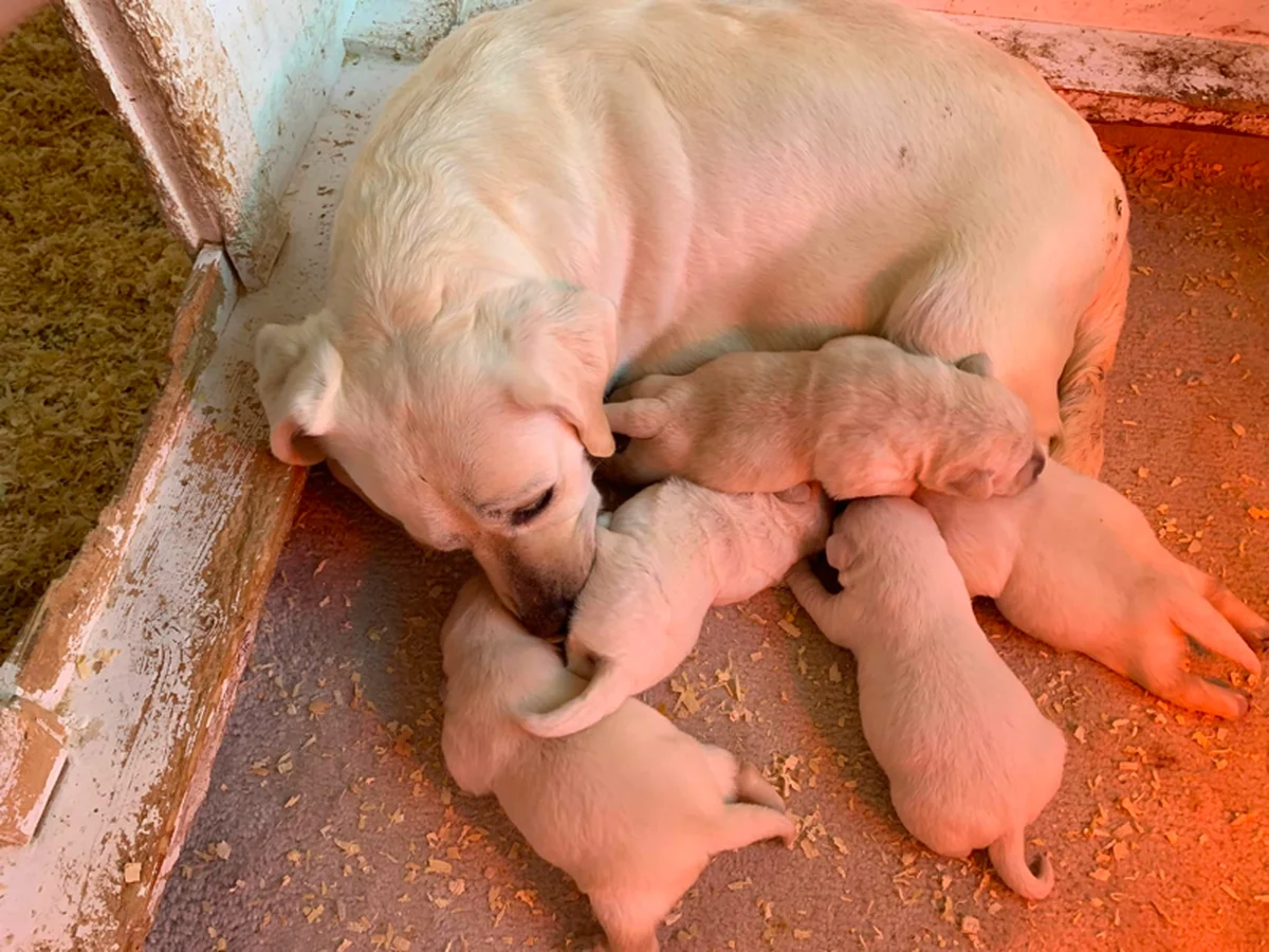 Labrador Retriever photo from Kanosh Labs in Kanosh, UT