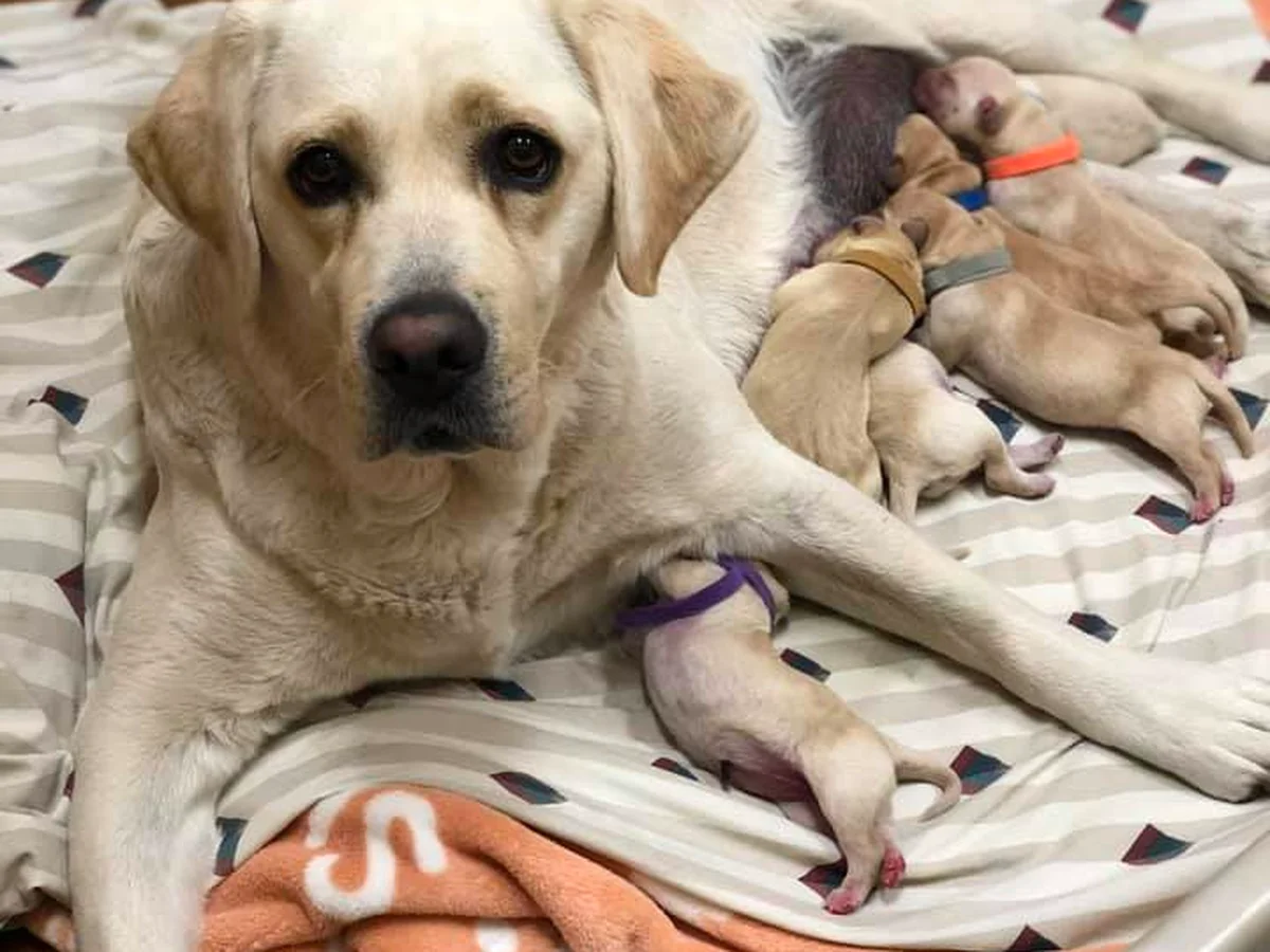 Labrador Retriever photo from RedRock Labradors in Herriman, UT
