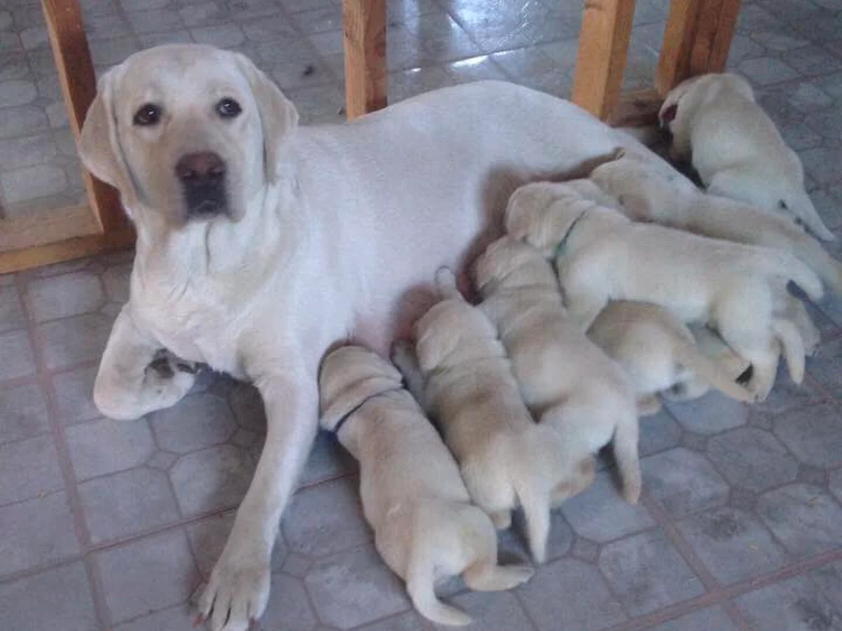 Labrador Retriever photo from Rosewood Retrievers in Grantsville, UT