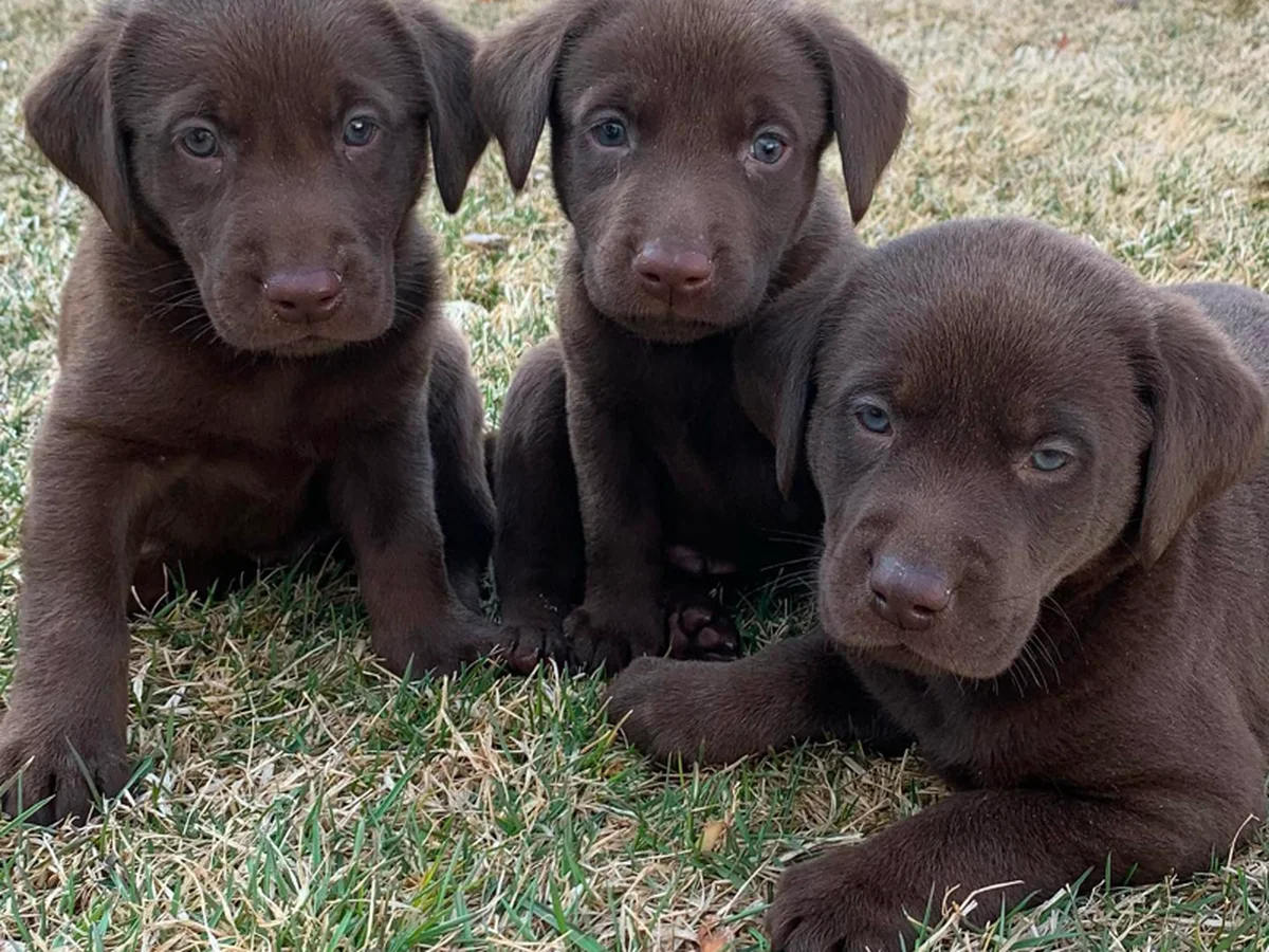 Labrador Retriever photo from Stormy River Retrievers in Richfield, UT