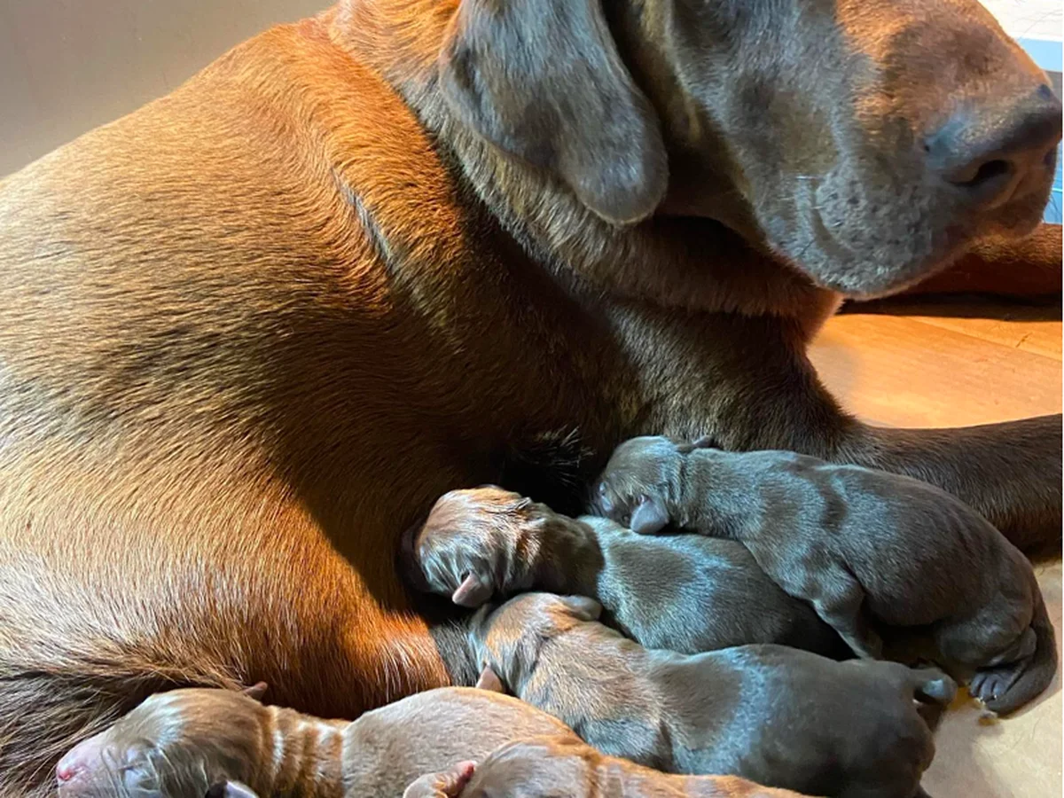 Labrador Retriever photo from Water Monster Retrievers in Lehi, UT