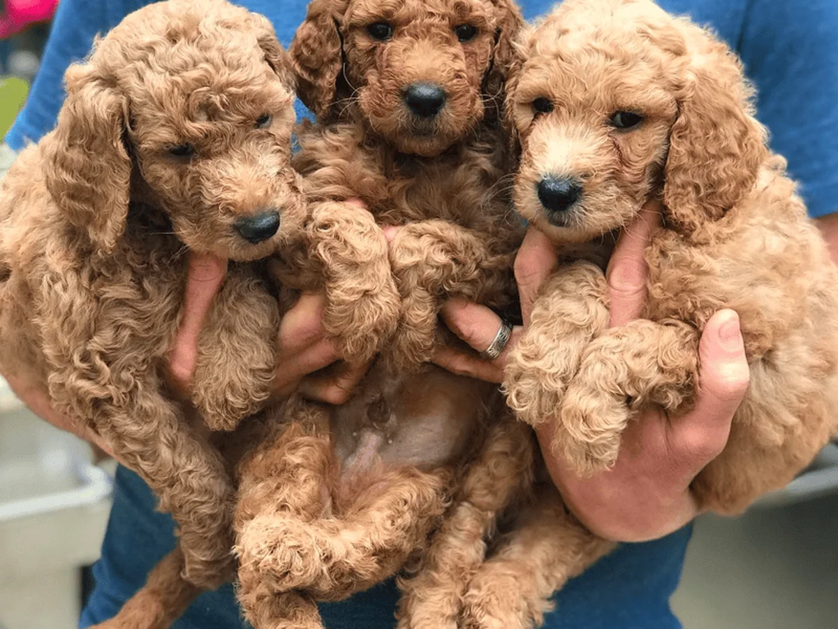 Goldendoodle from Windsong Doodles in Southern California