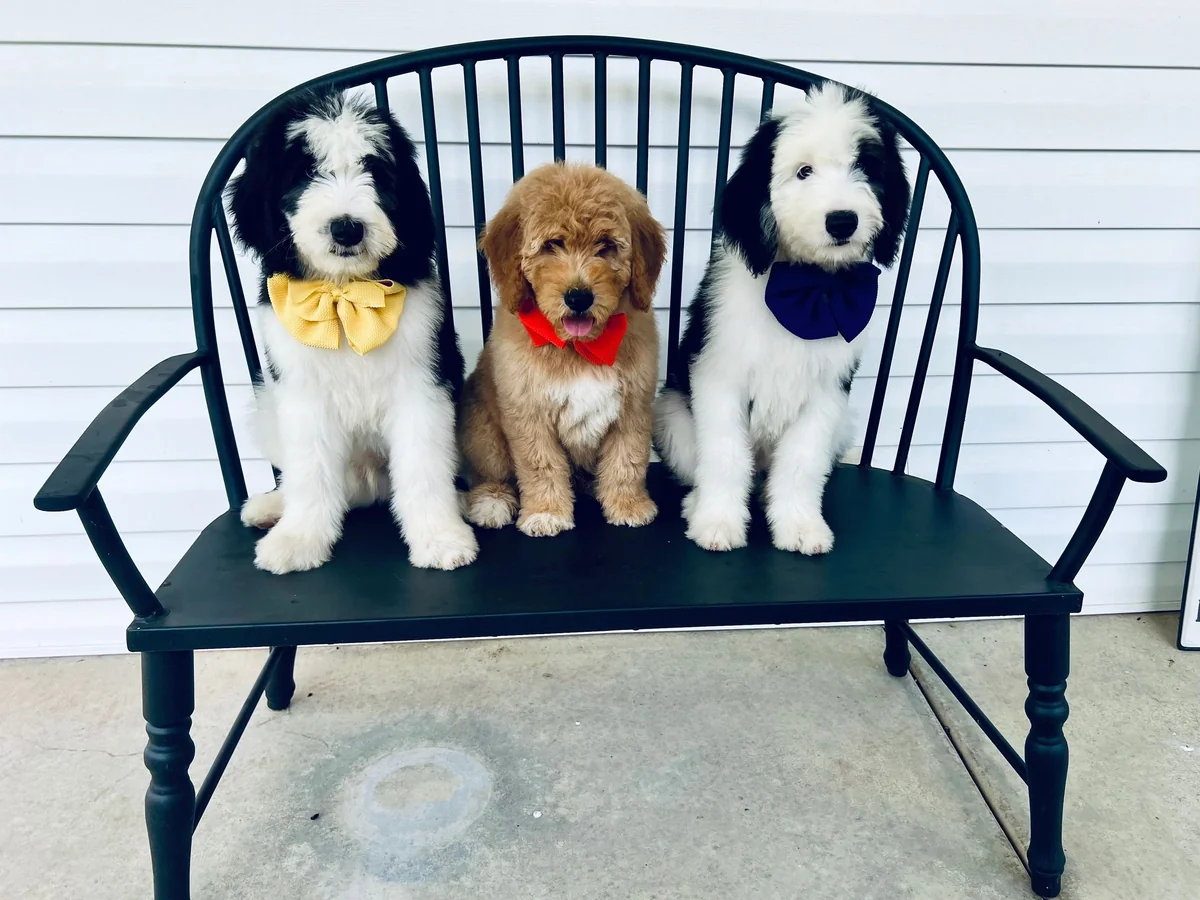 Goldendoodle from 2 Sisters Doodles in Hartselle/Cullman, AL
