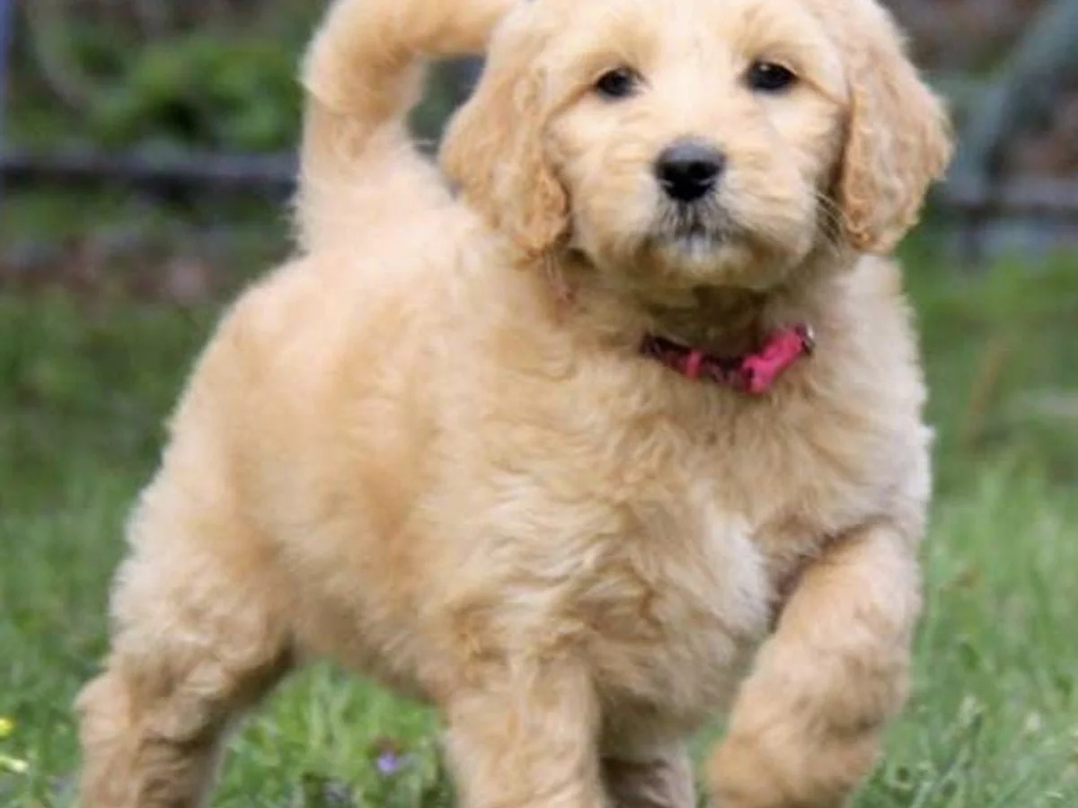Goldendoodle from Amber Moon Goldendoodles in SE Alabama
