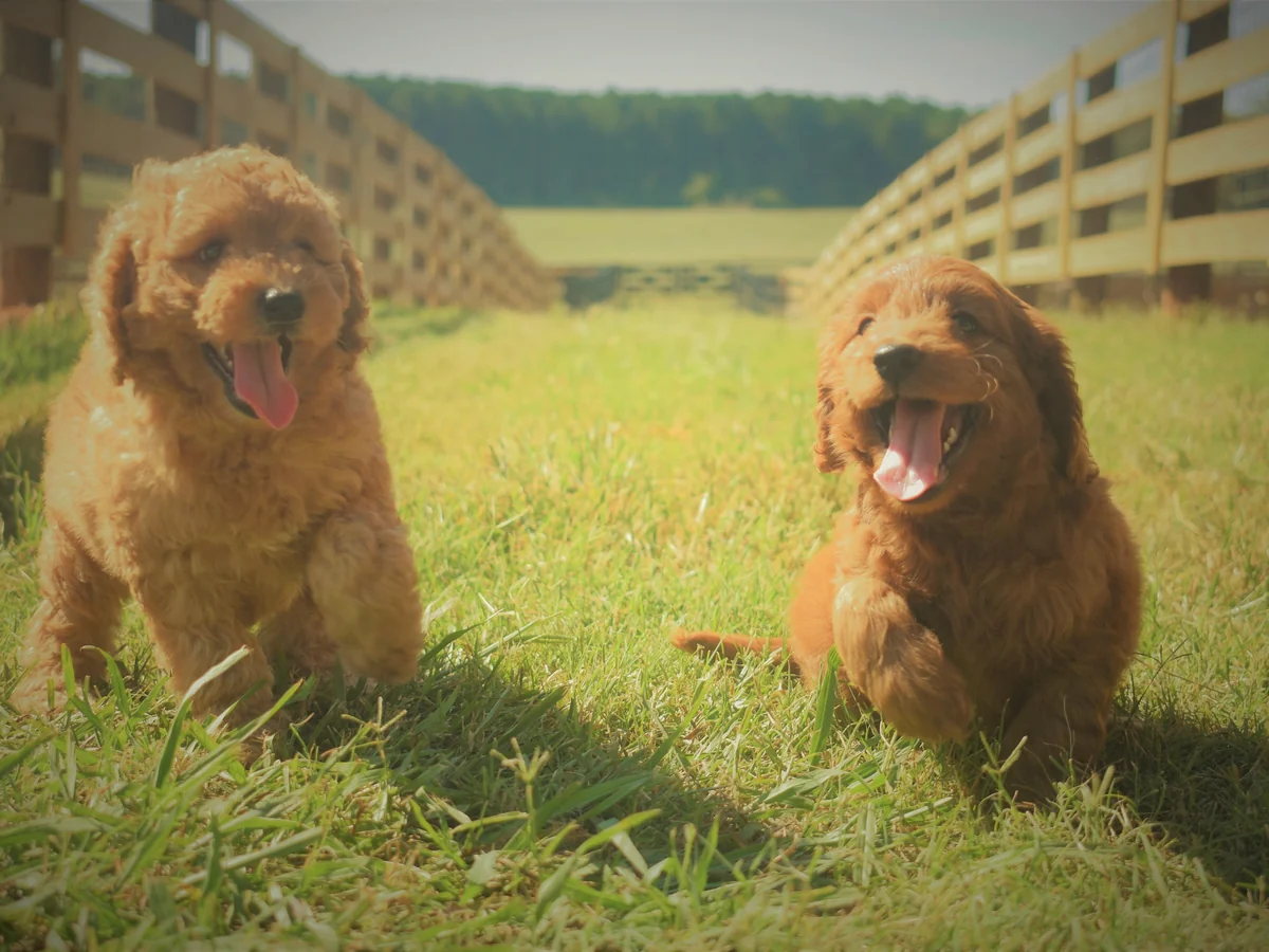 Goldendoodle from Sweethaven Kennels in Lafayette, AL