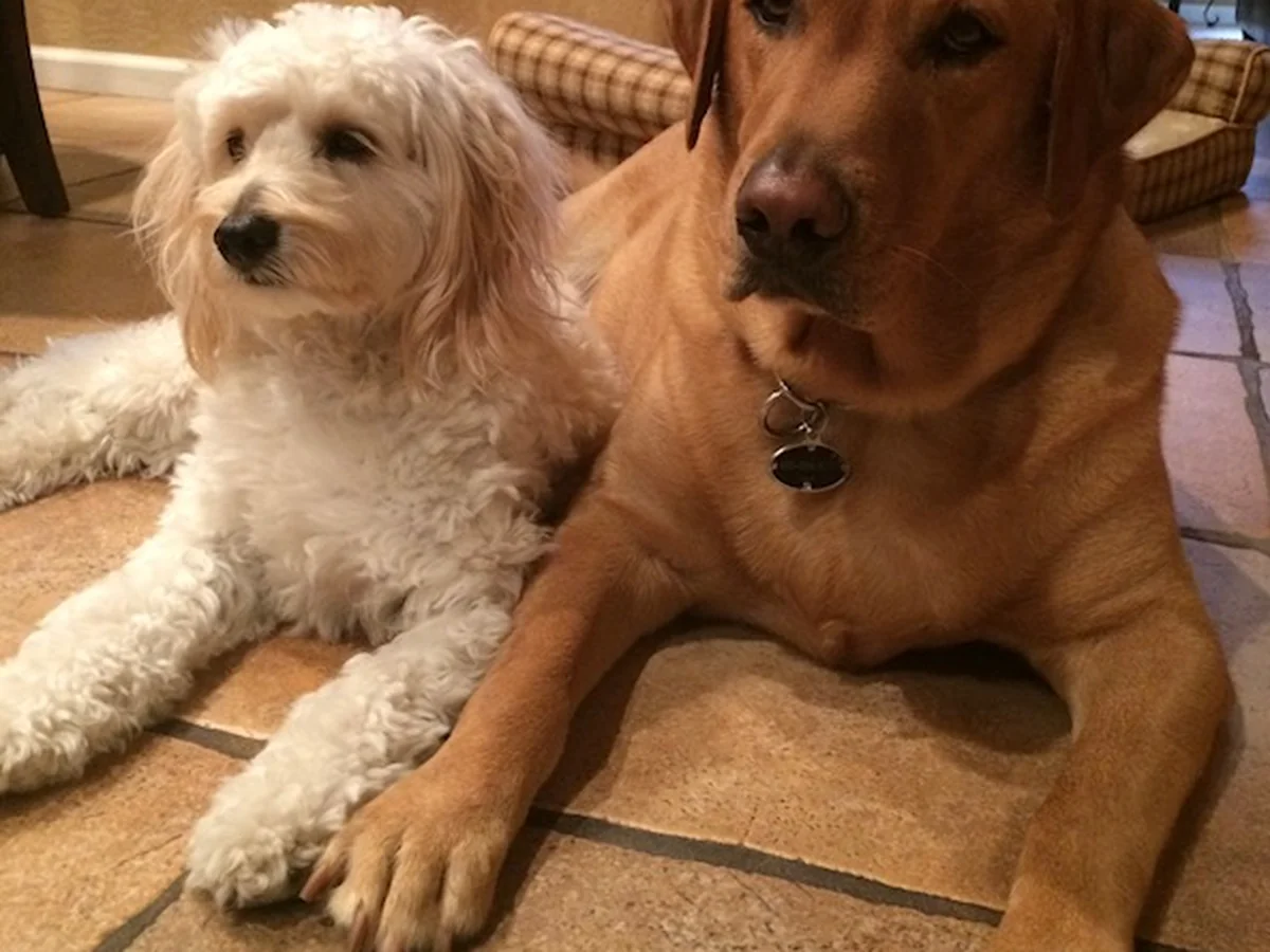 Goldendoodle from Copper Skye Doodles in Cave Creek, AZ