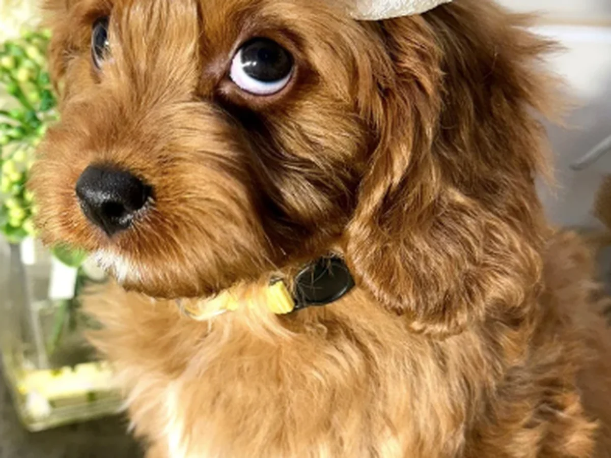 Mini Goldendoodle from Daisy's Delightful Doodles in Buckeye, AZ