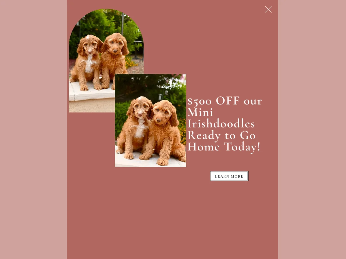 Goldendoodle from Sun Valley Goldendoodles in Tucson NW, AZ