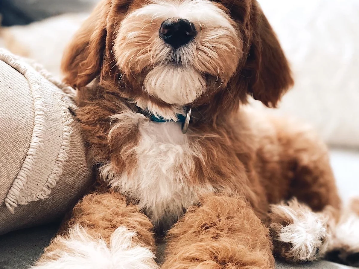 Goldendoodle from Zona Doodles in Gilbert, AZ