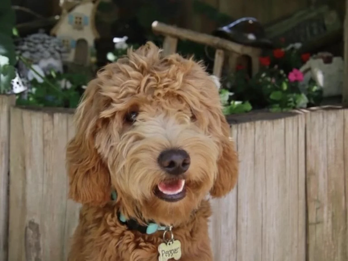 Goldendoodle from Golden Liberty Doodles in El Cajon, CA