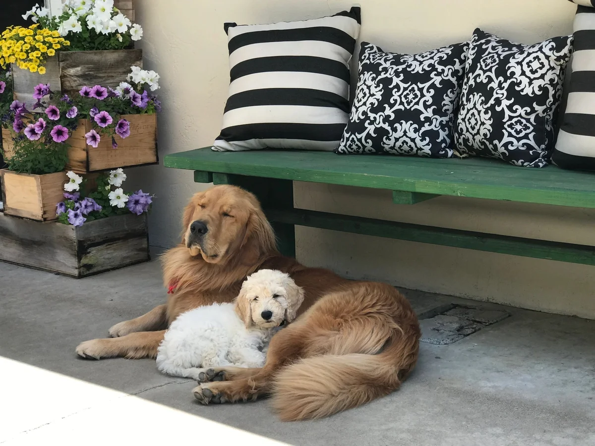 Goldendoodle from Helix Hills Goldendoodles in San Diego, CA