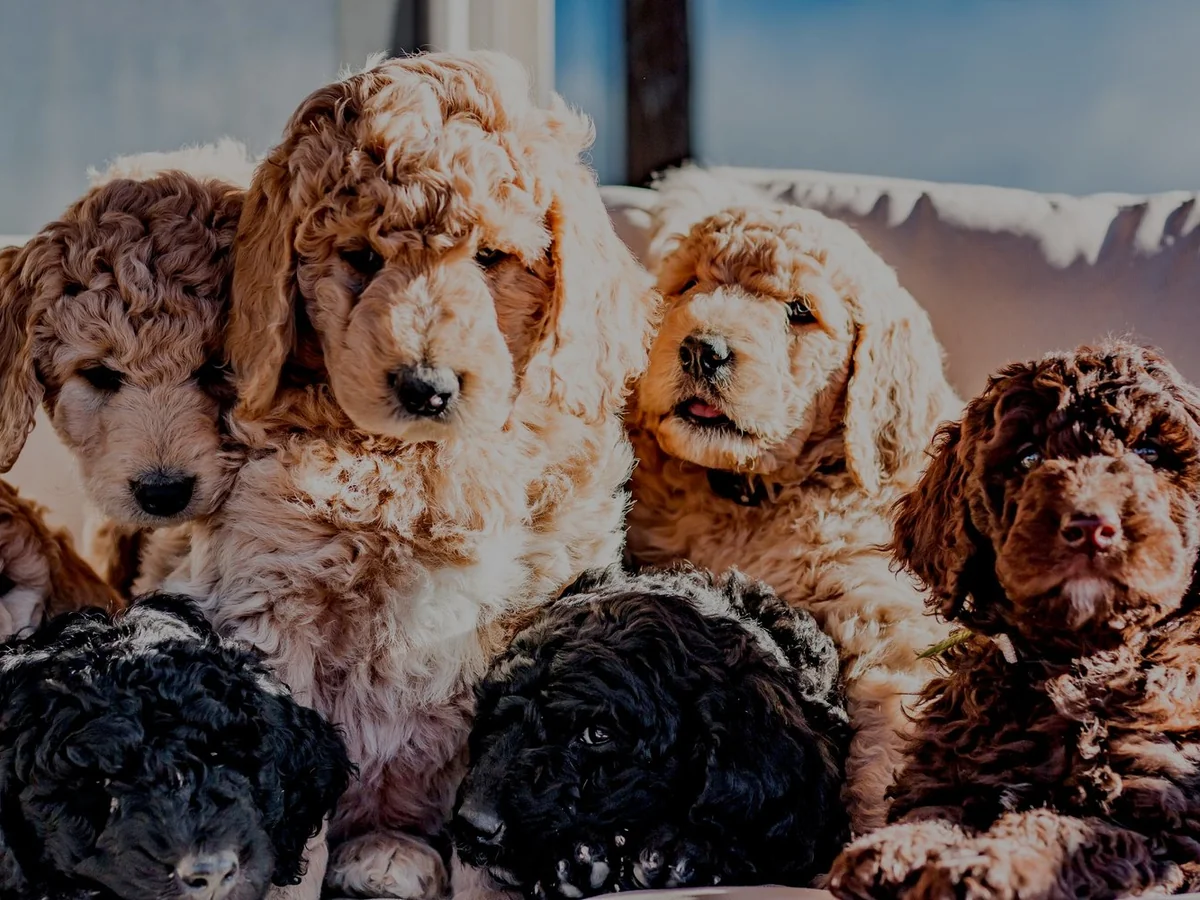 Goldendoodle from Doodles For Colorado in Broomfield, CO