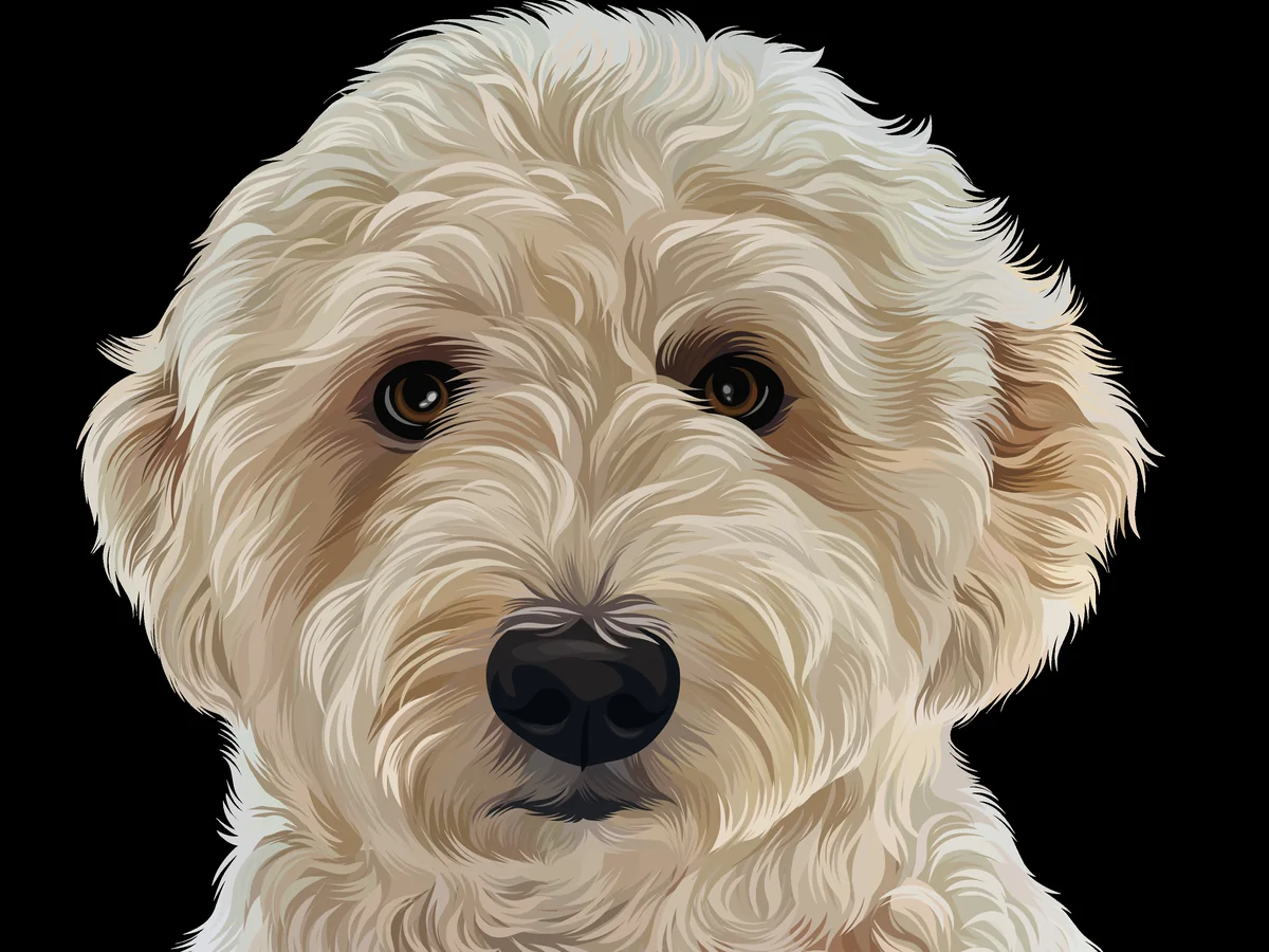 Goldendoodle from Highlands Doodles in Highlands Ranch, CO
