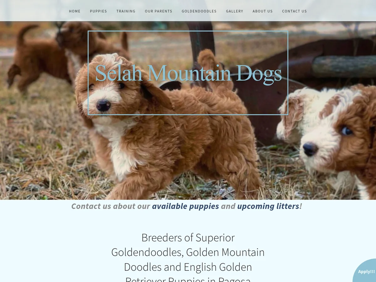Goldendoodle from Selah Mountain Dogs in Pagosa Springs, CO