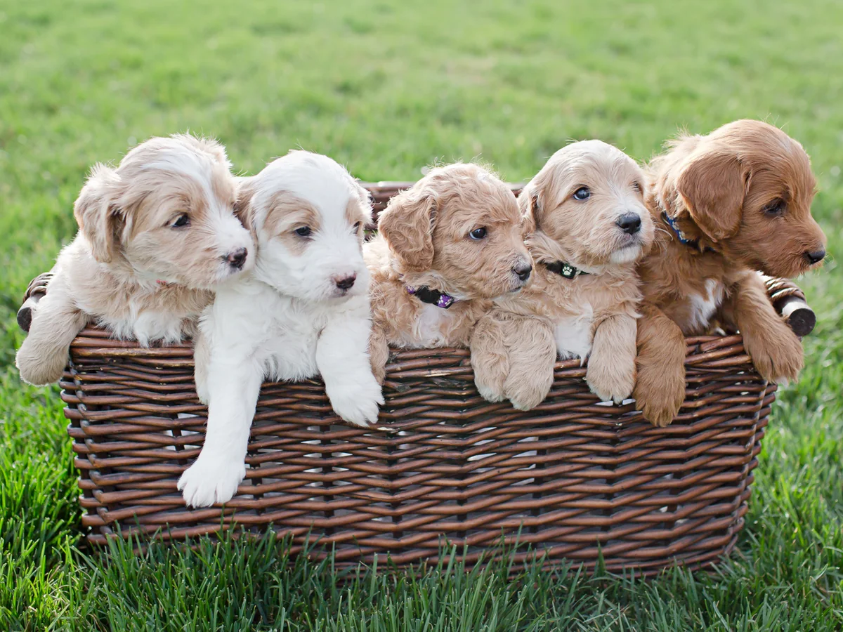 Goldendoodle from Selah Springs Goldendoodles in Brighton, CO