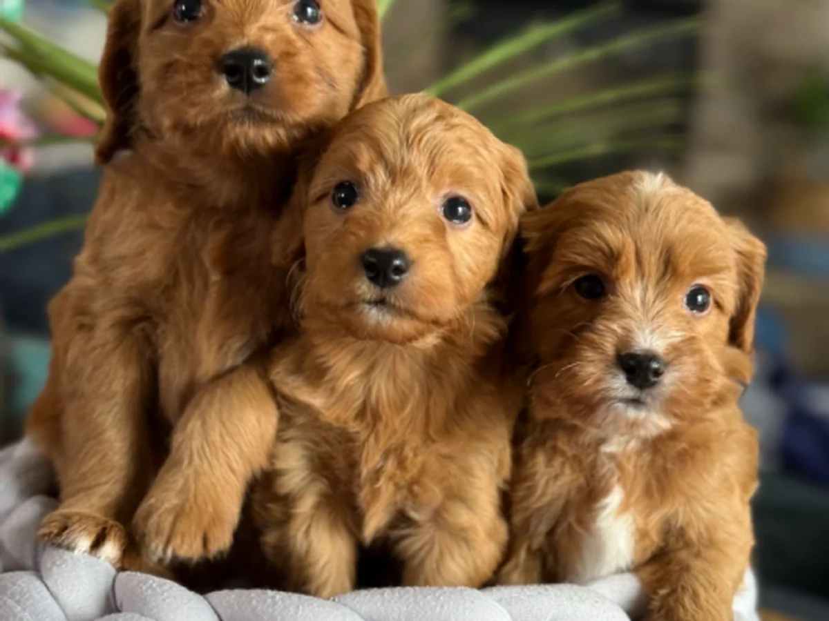Goldendoodle from Shining Star Doodles in Colorado Springs, CO