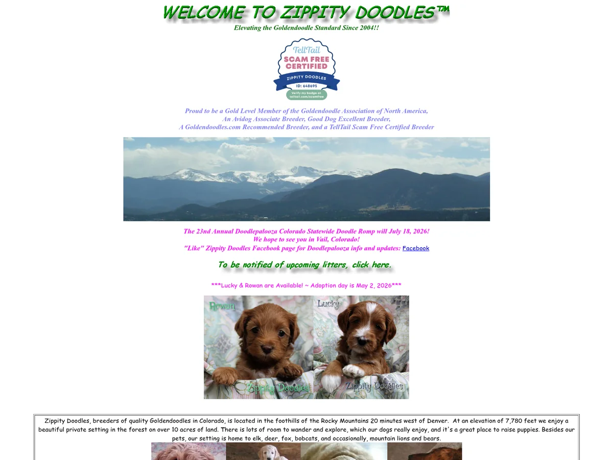 Goldendoodle from Zippity Doodles in Denver foothills, CO