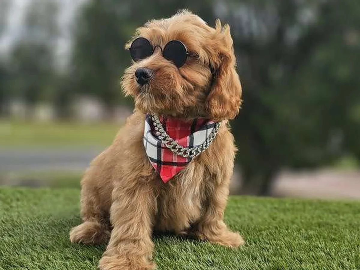 Goldendoodle puppy from Goldendoodles By Aggie in Kissimmee, FL