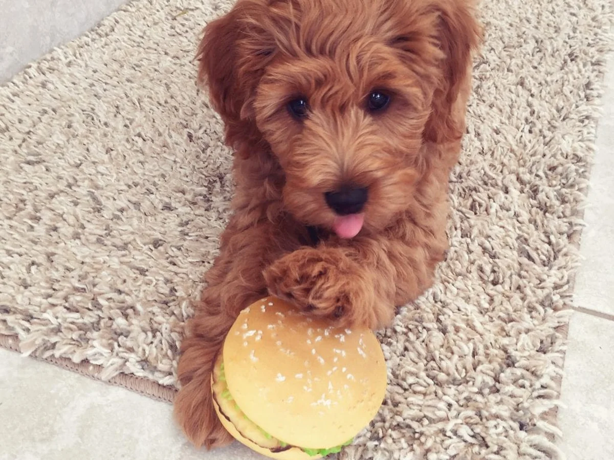 Goldendoodle puppy from Country Mini Doodle Farms in Summerfield, FL