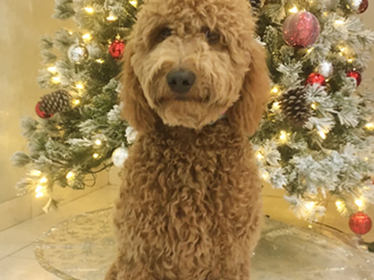 Goldendoodle from D' Shalom Goldendoodles in Polk County, FL