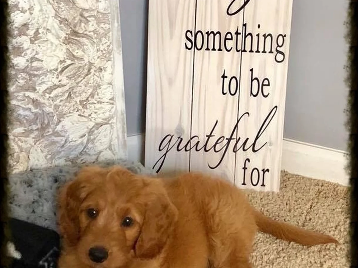 Goldendoodle puppy from Grateful Doodles in Orange Park, FL