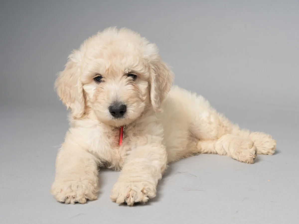 Goldendoodle puppy from Love My Doodles in North-Central FL
