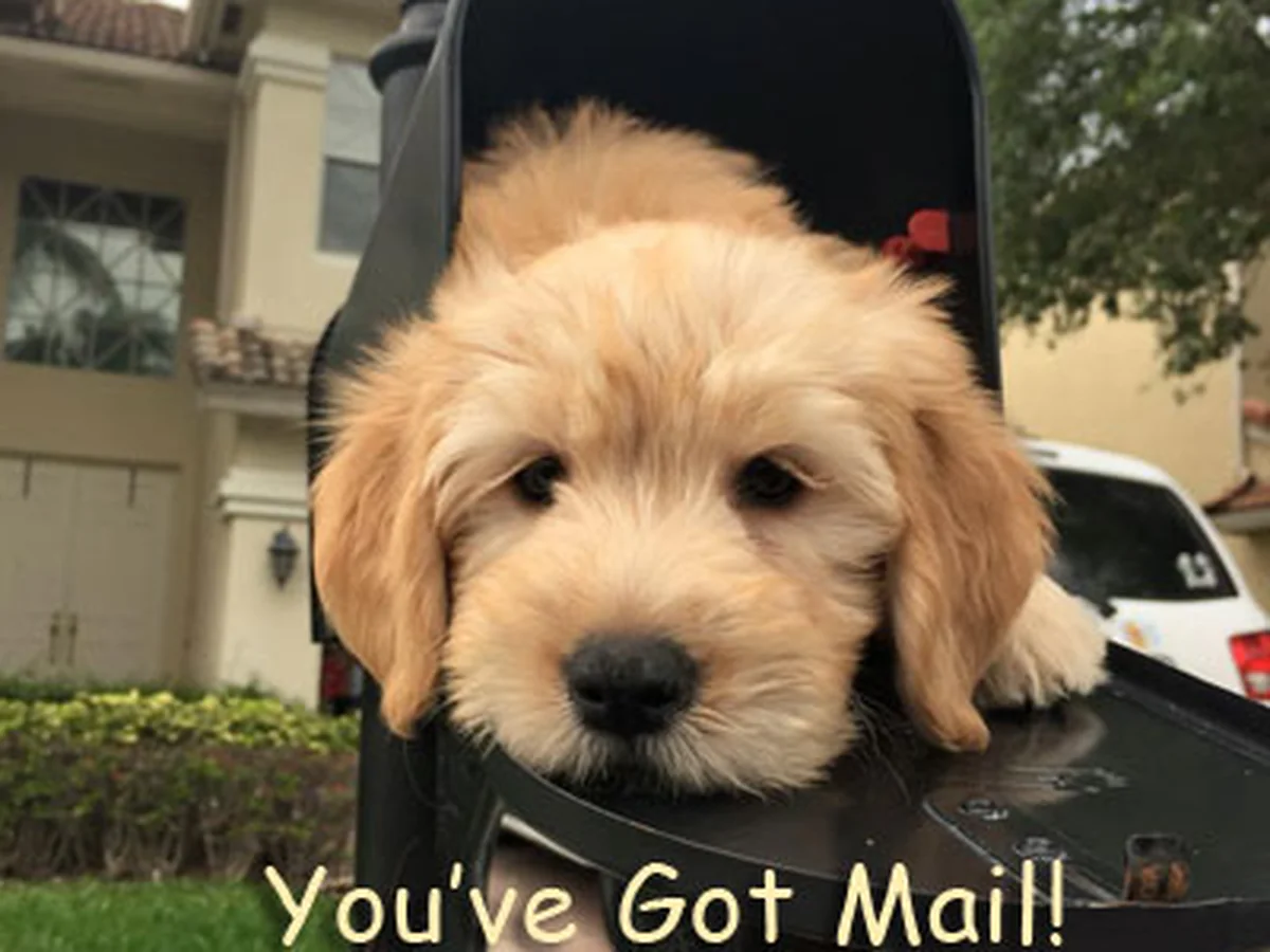 Goldendoodle puppy from Moss Creek Goldendoodles in Central FL