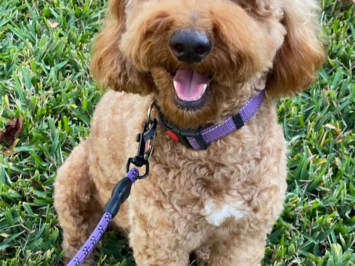Goldendoodle from My Little Doodle in Orlando, FL