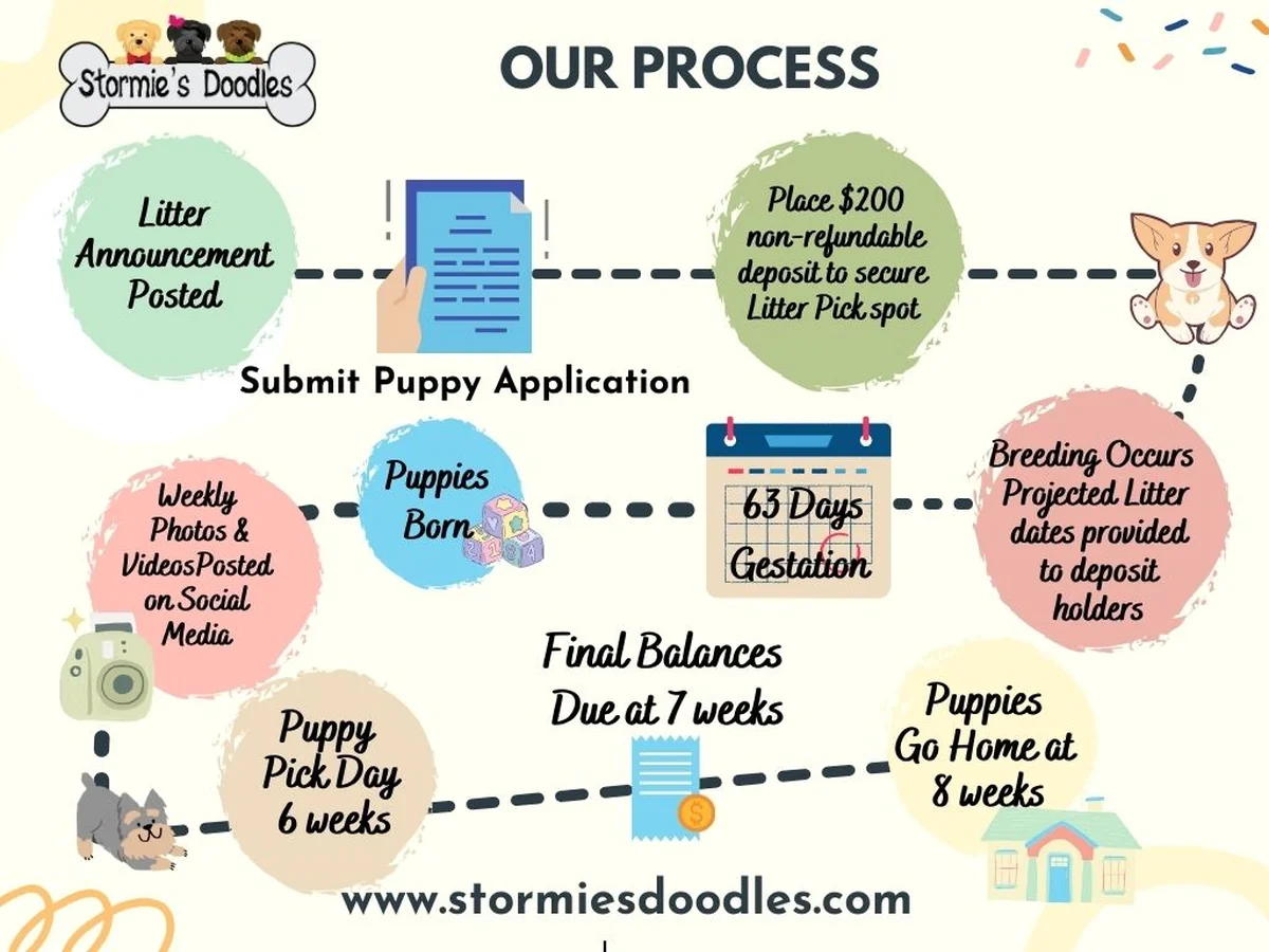 Goldendoodle from Stormie